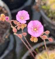 Drosera pulchella x ericksonae sundew