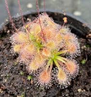 Drosera pulchella x ericksonae sundew