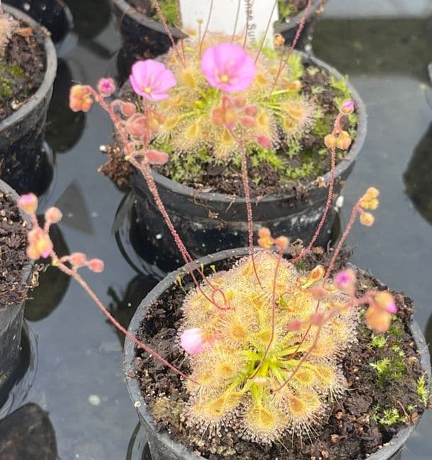 Drosera pulchella x ericksonae sundew