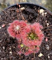 DS069 Drosera nitidula