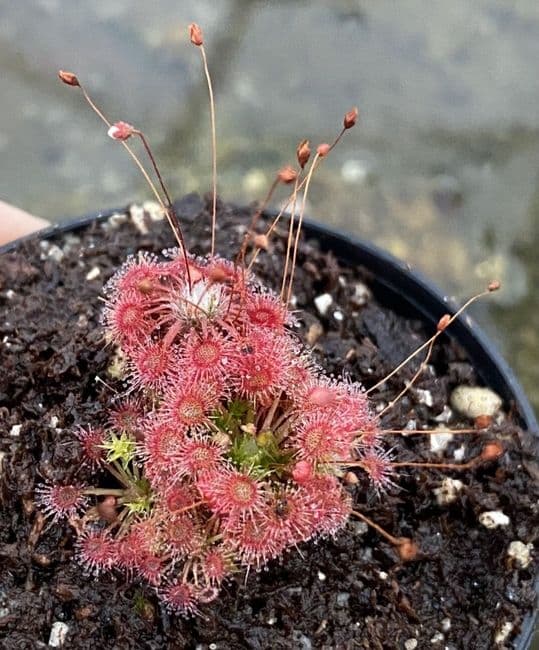 DS069 Drosera nitidula