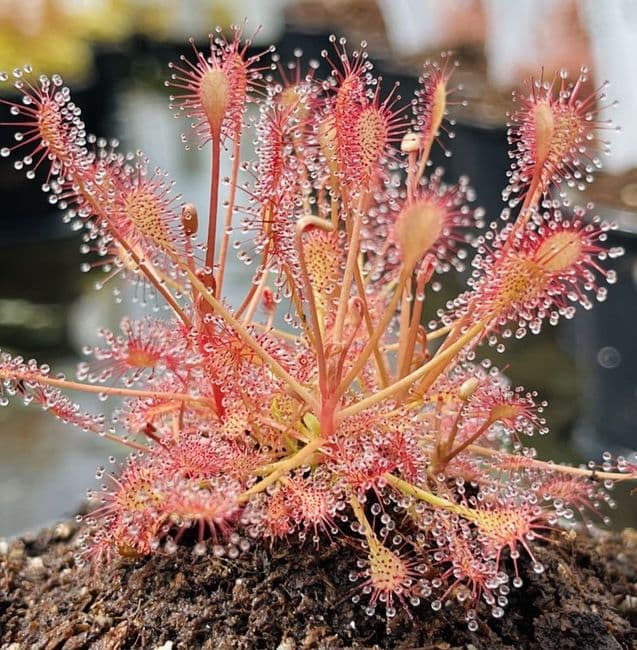 DS070 Drosera intermedia