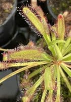 DS072 Drosera capensis x D.aliciae