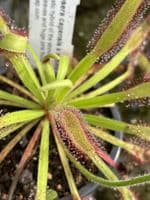 DS072 Drosera capensis x D.aliciae