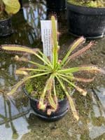 DS072 Drosera capensis x D.aliciae