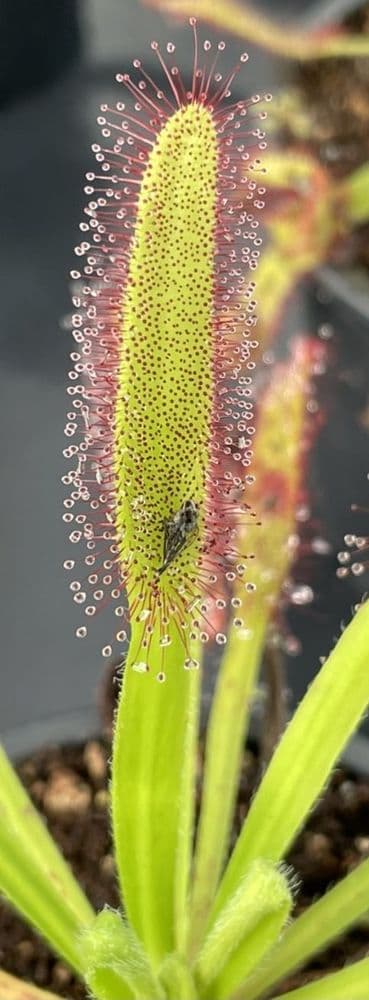 DS072 Drosera capensis x D.aliciae