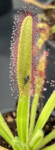 DS072 Drosera capensis x D.aliciae