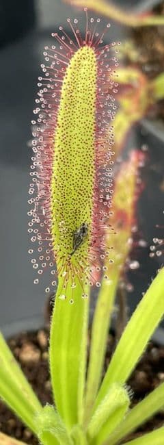 DS072 Drosera capensis x D.aliciae