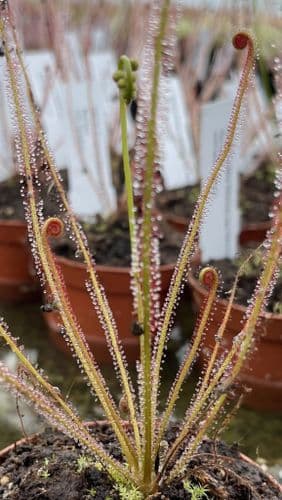 DS076 Drosera filiformiss ssp. filiformis Red form