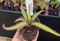 Drosera adelae sundew