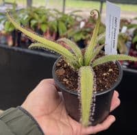 Drosera adelae sundew