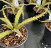 Drosera adelae sundew