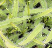 Drosera adelae sundew