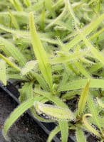 Drosera adelae sundew