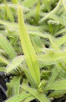 Drosera adelae sundew