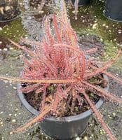 Drosera adelae sundew