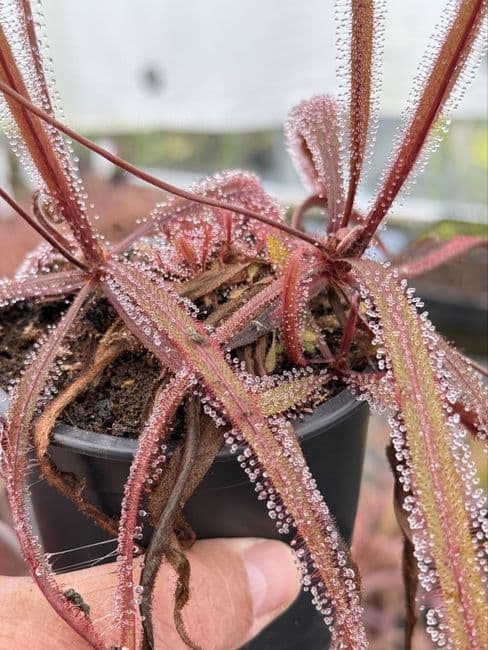Drosera adelae sundew