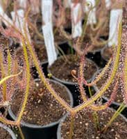 DS080 Drosera binata var dichotoma