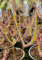 DS080 Drosera binata var dichotoma