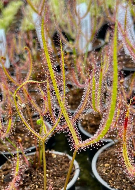 DS080 Drosera binata var dichotoma