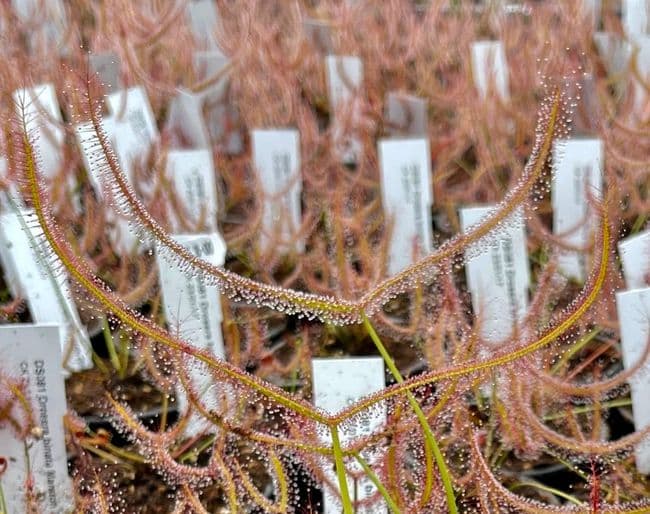DS081 Drosera binata Marston Dragon