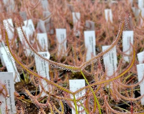 DS081 Drosera binata Marston Dragon