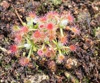 DS085 Drosera leucoblasta