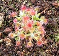 DS085 Drosera leucoblasta