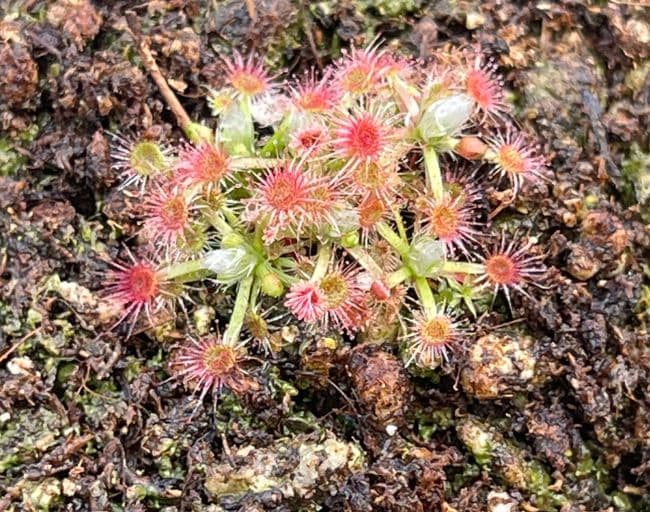 DS085 Drosera leucoblasta