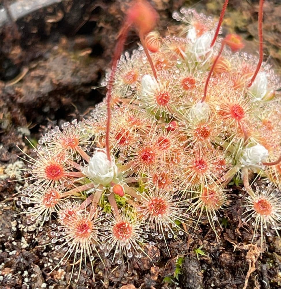 Helodes Sp DS089 Drosera helodes bulls brook form