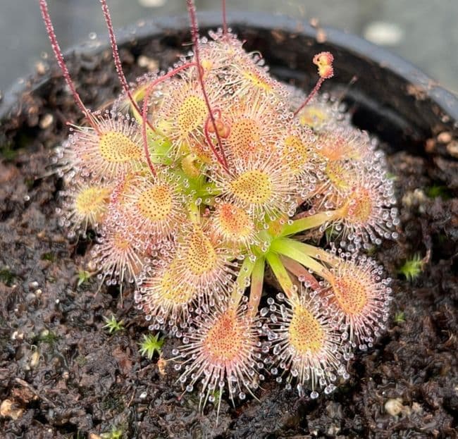 DS090 Drosera x D.occidentalis x D.pulchella