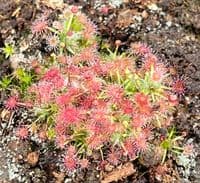 DS093 Drosera pygmaea Tasmania