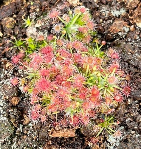 DS093 Drosera pygmaea Tasmania