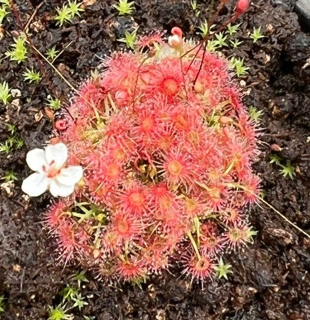 DS097 Drosera x badgerupii