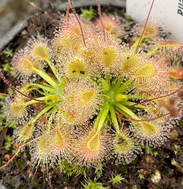 DS098 D.omissa x D. pulchella