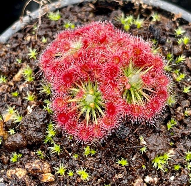 DS100 Drosera x D.nitidula x .occidentalis