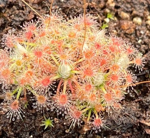 DS101 Drosera x D.helodes x D.pulchella