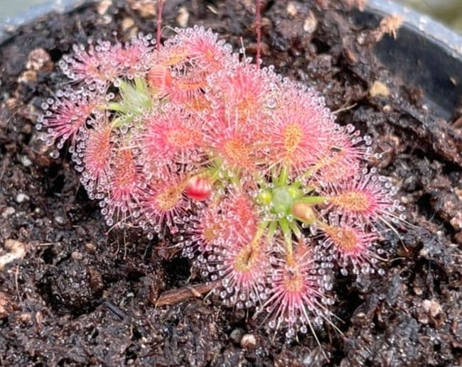 DS102 Drosera x D.mannii x D.omissa