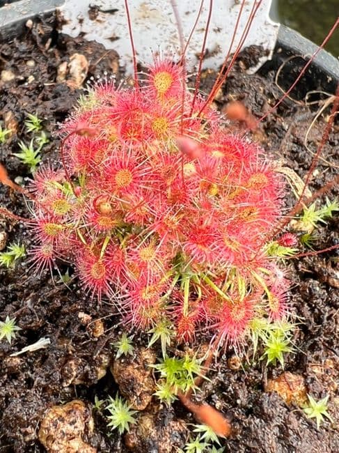 DS105 Drosera x legrandi