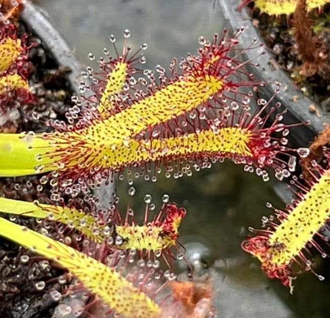 DS114 Drosera capensis crested