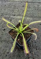 DS115 Drosera capensis giant