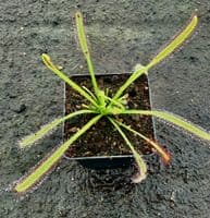 DS115 Drosera capensis giant