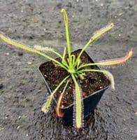 DS115 Drosera capensis giant