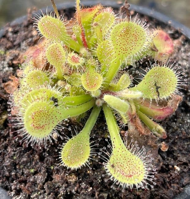 DS119 Drosera collinsiae