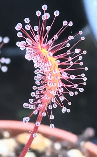 Drosera anglica sundew