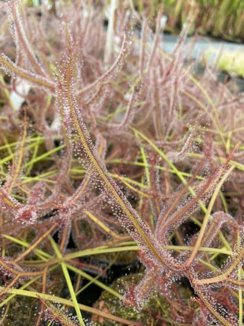 DS36 Drosera binata var Marston Dragon