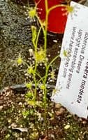 DST1 Drosera modesta
