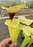 E11 G10 HC226 x S. moorei select