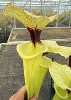 E11 G10 HC226 x S. moorei select