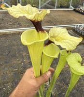 E11 G10 HC226 x S. moorei select